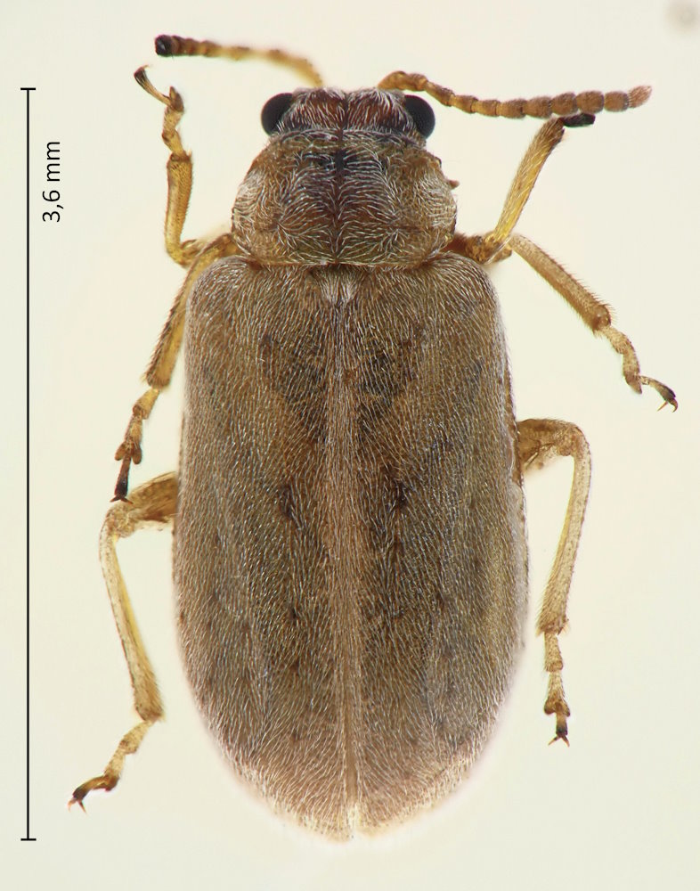 Monoxia obesula