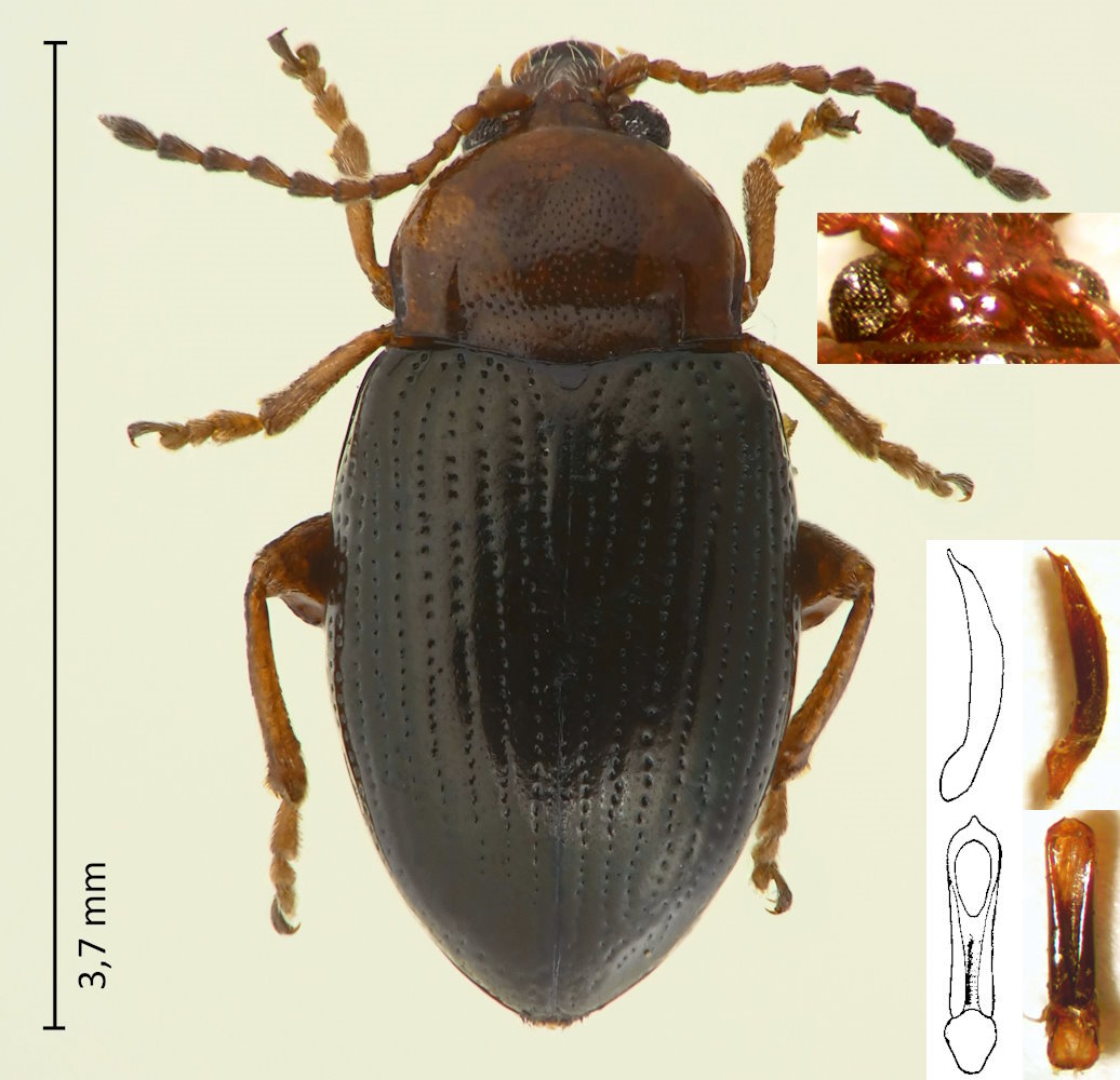 Neocrepidodera rhaetica