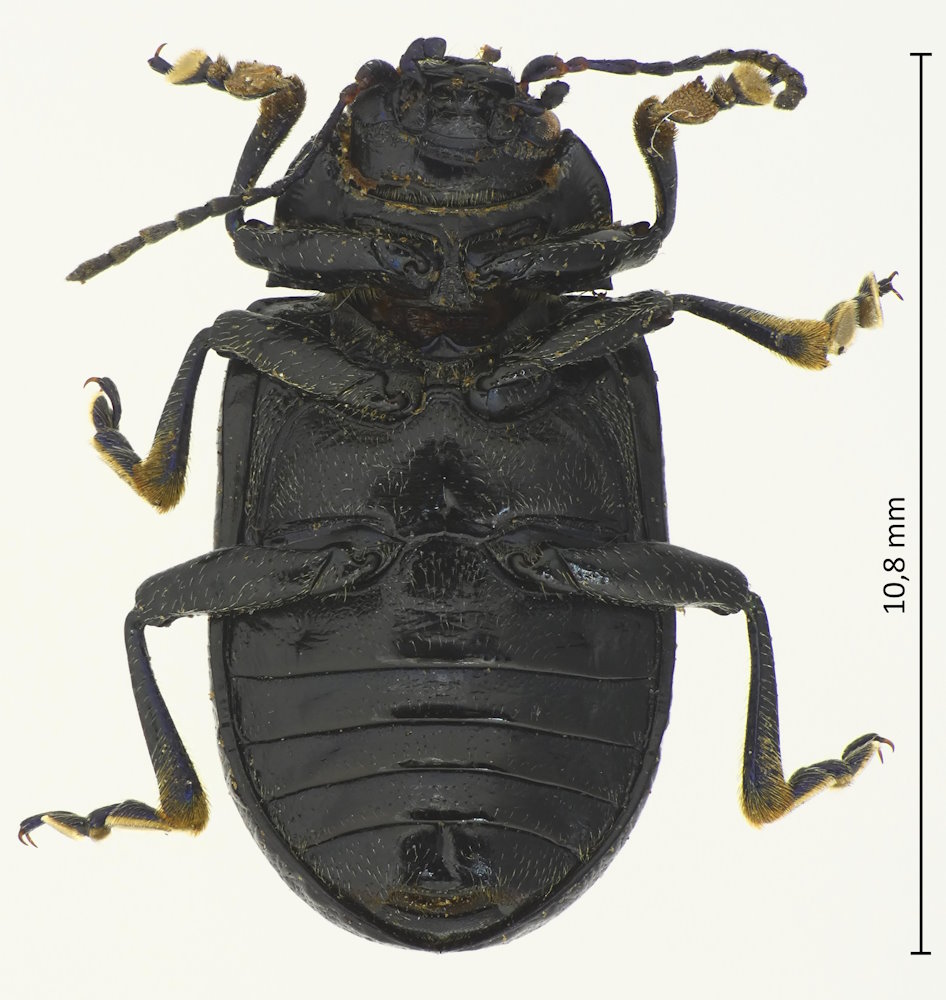 Oreina speciosa