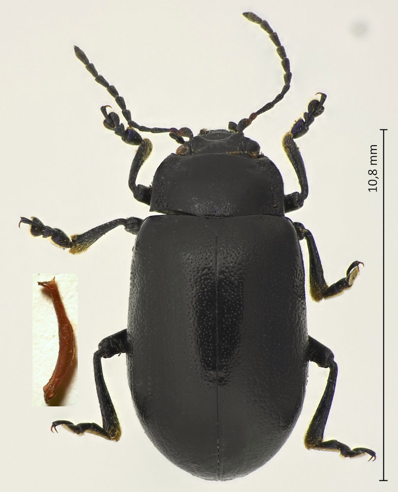 Oreina speciosa