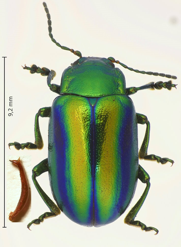 Oreina speciosa