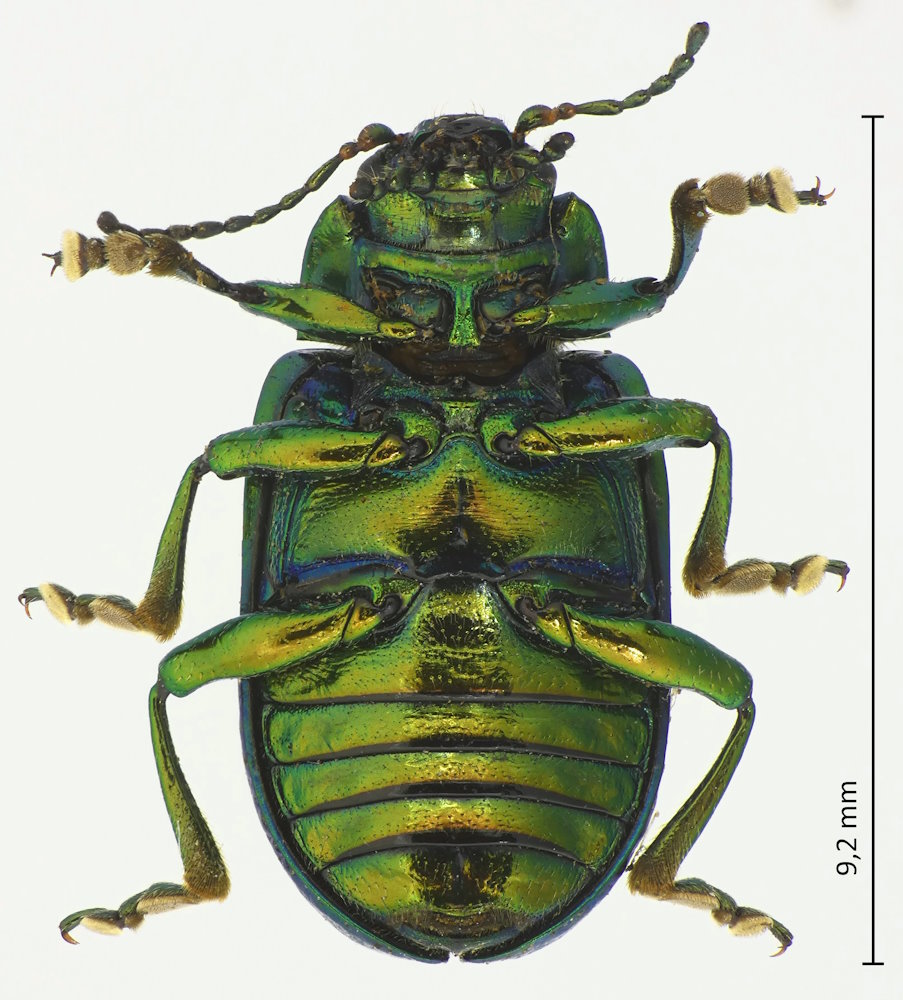 Oreina speciosa