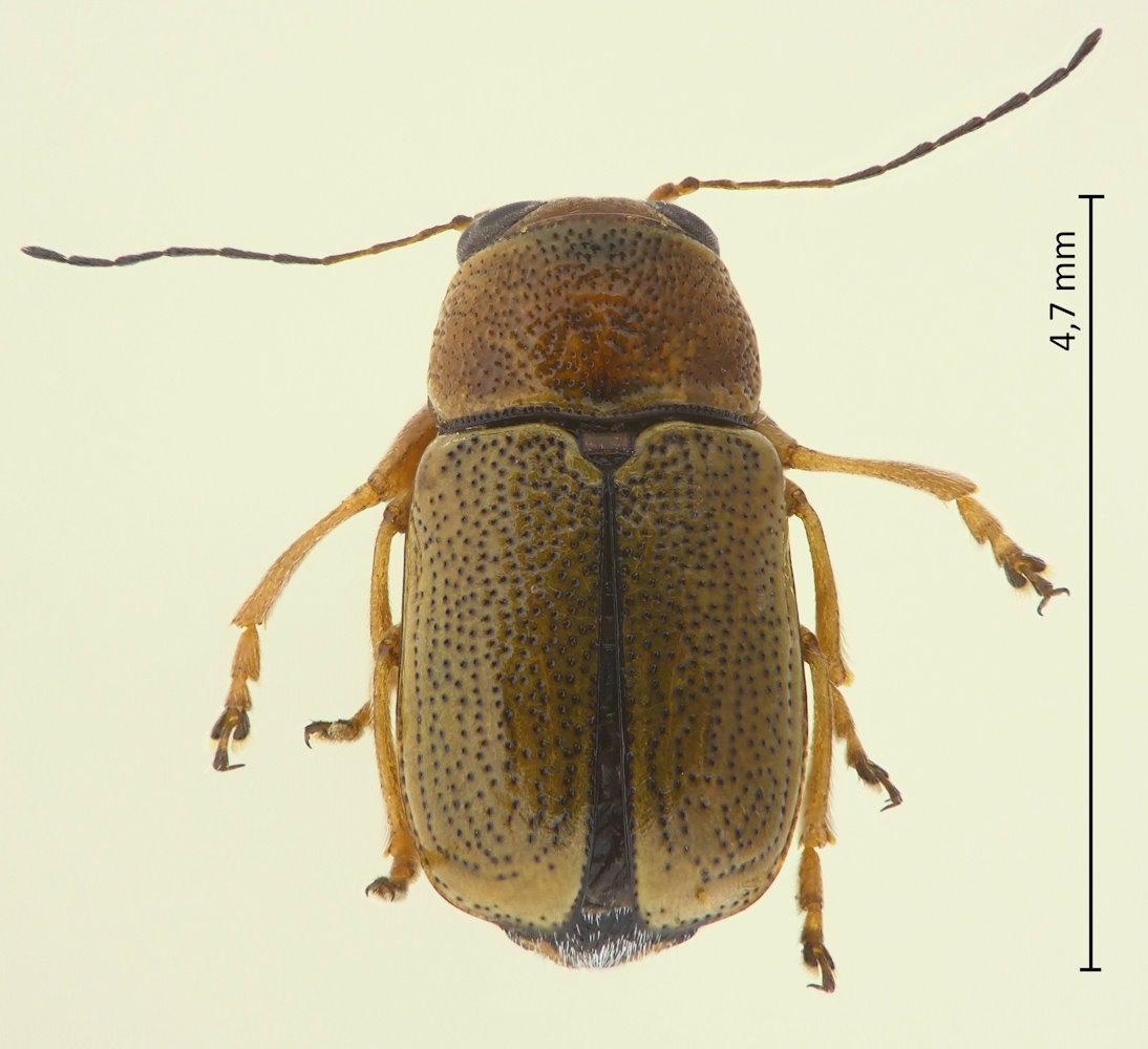 Pachybrachis anoguttatus