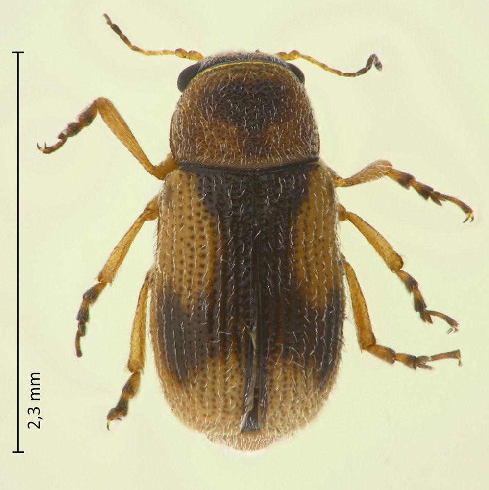 Stylosomus tamarisci