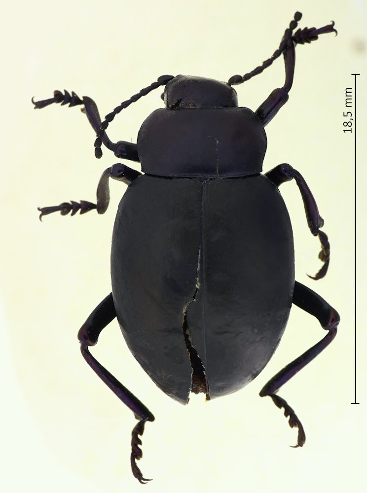 Timarcha pimeloides