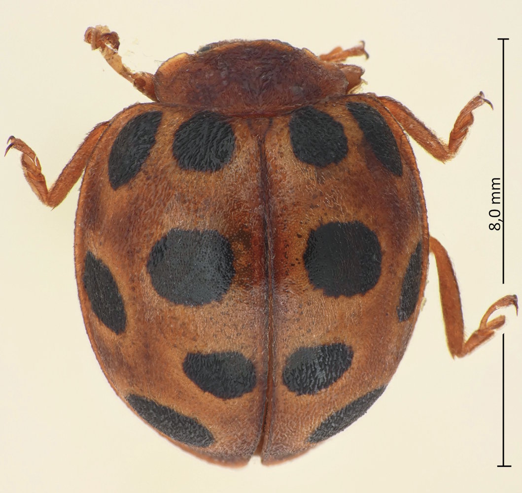 Henosepilachna elaterii