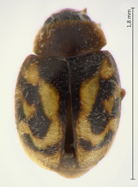 Nephus flavopictus