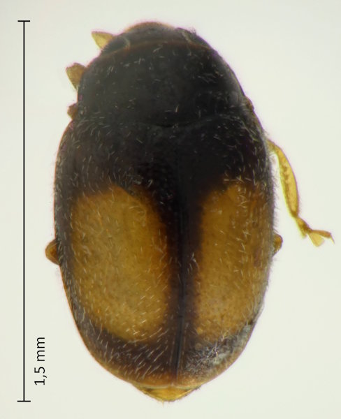 Nephus voeltzkowi