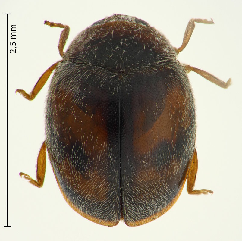Pullus subvillosus