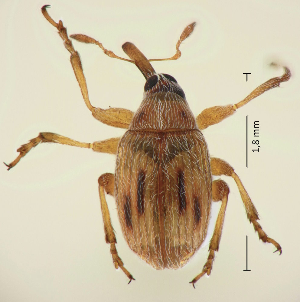 Allomalia quadrivirgata