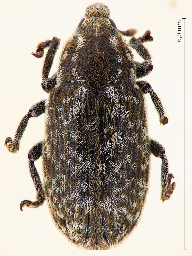 Bangasternus planifrons