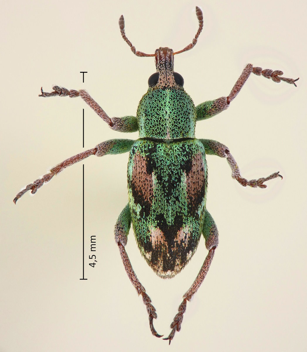 Coniatus tamarisci