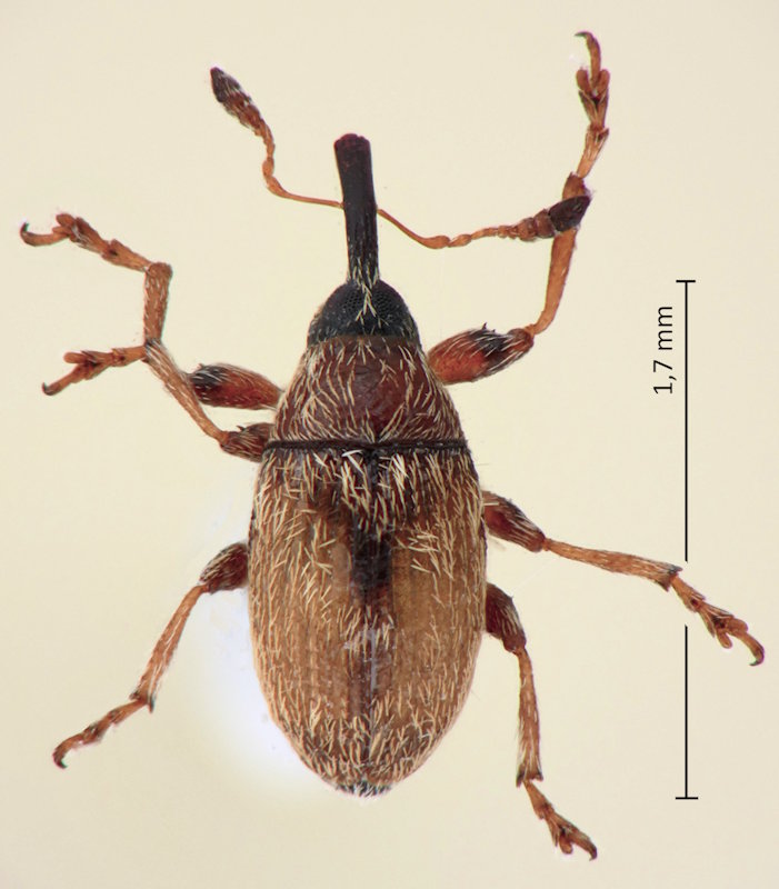 Dieckmanniellus helveticus