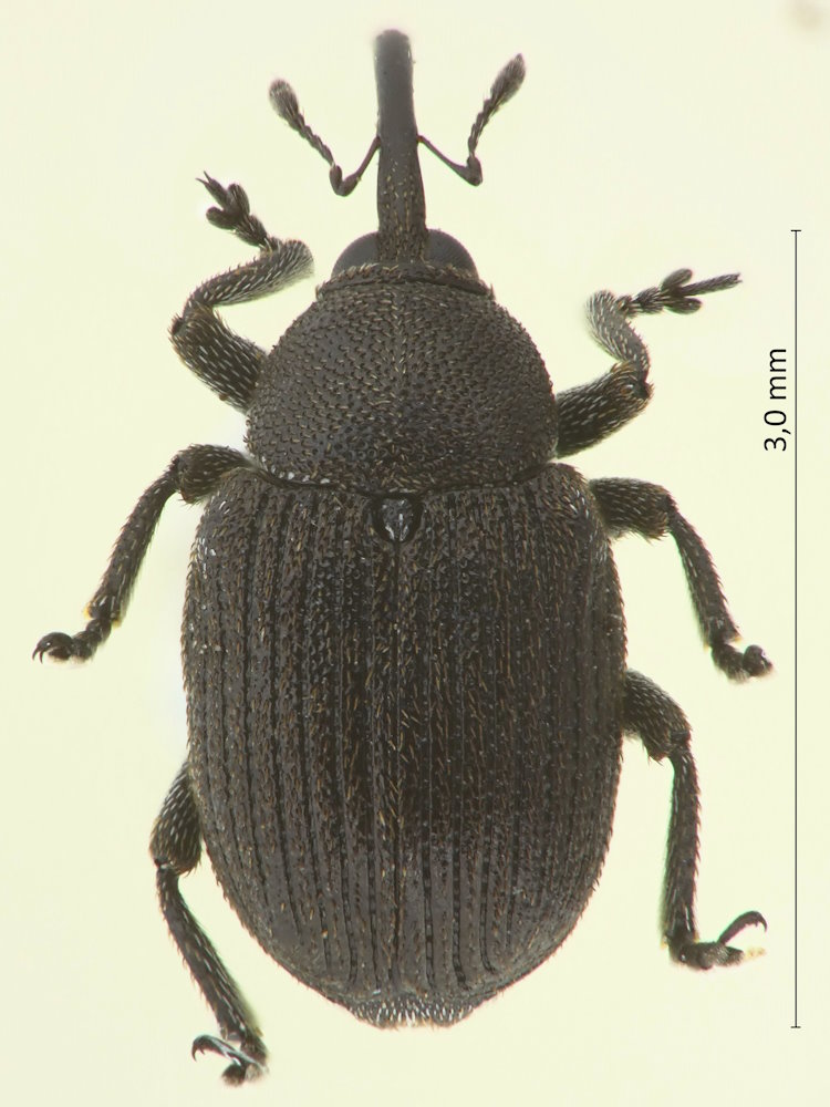 Miarus abnormis