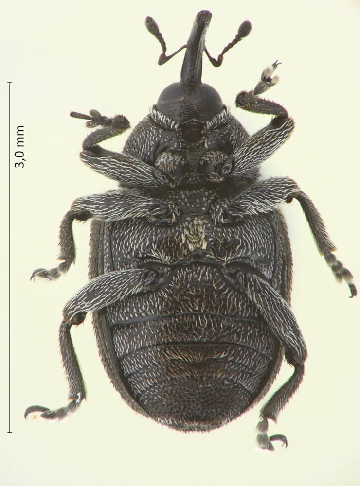 Miarus abnormis