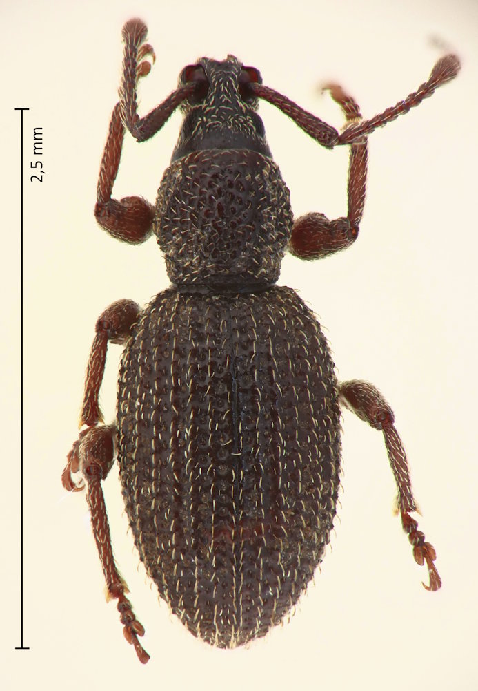 Otiorhynchus frescati