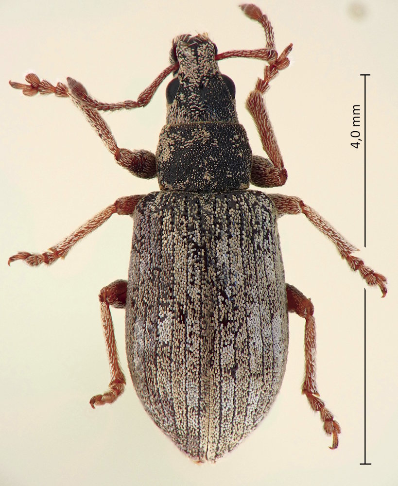 Polydrusus tibialis, Männchen