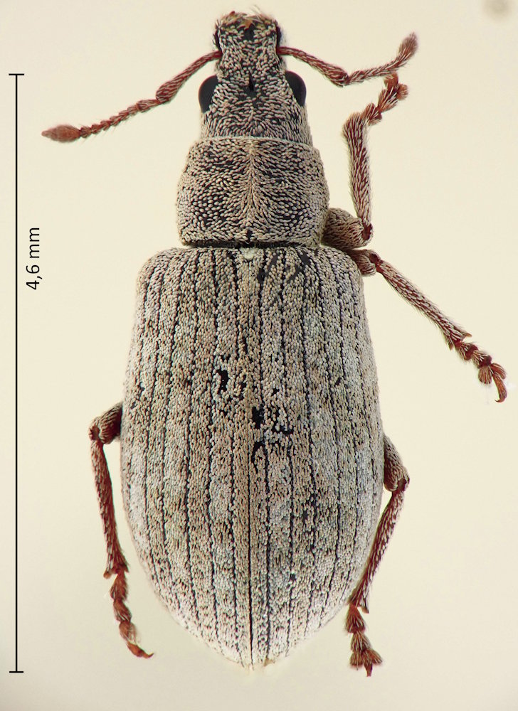 Polydrusus tibialis, Weibchen