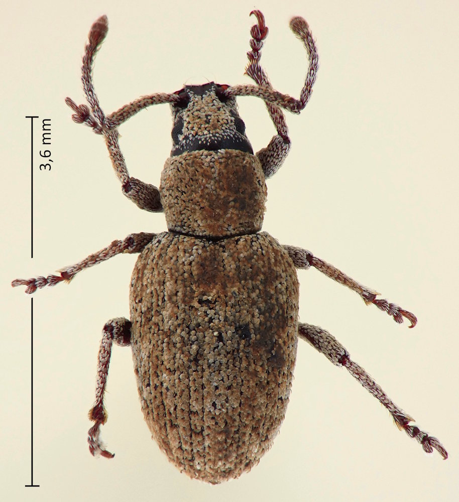 Pseudomeira tenuicornis