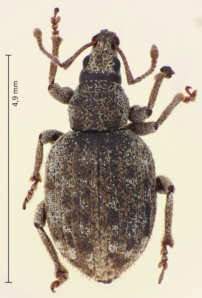 Pseudoperitelus lopezi