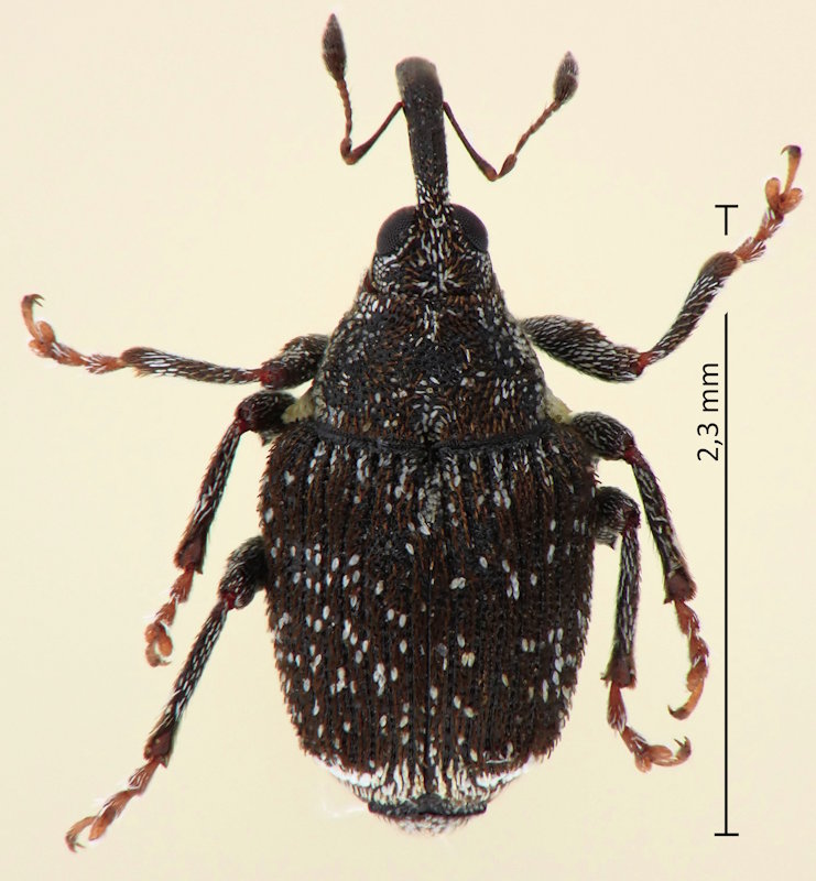 Sirocalodes nigroterminatus