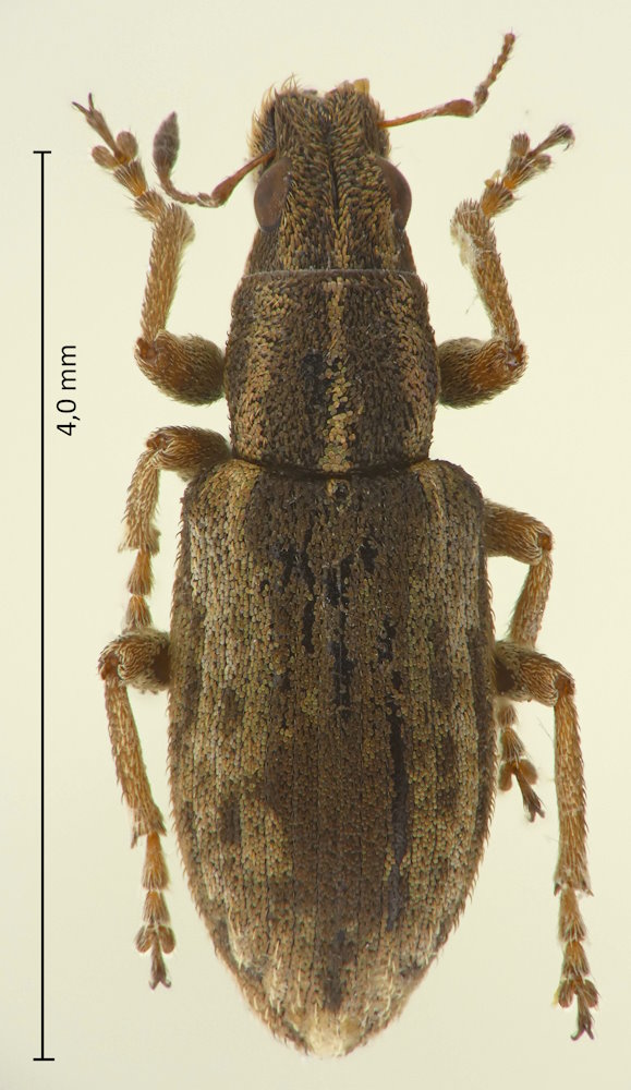 Sitona discoideus