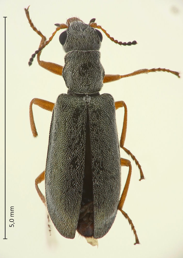Danacea denticollis