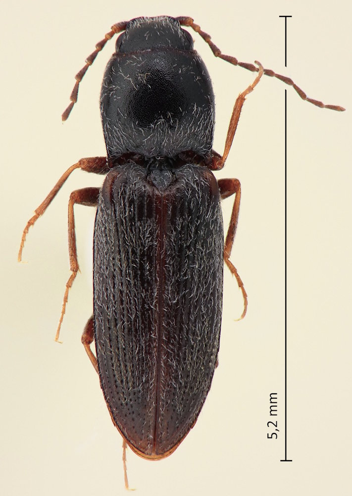 Cardiophorus balearicus