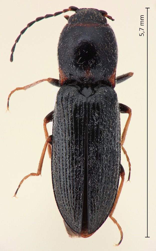Cardiophorus ulcerosus
