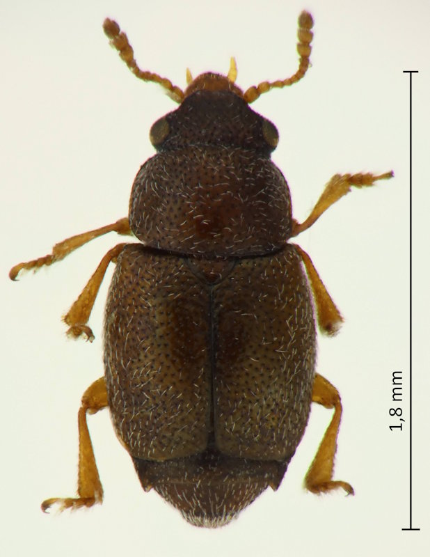 Brachypterus labiatus