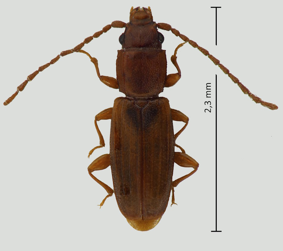 Placonotus granulatus