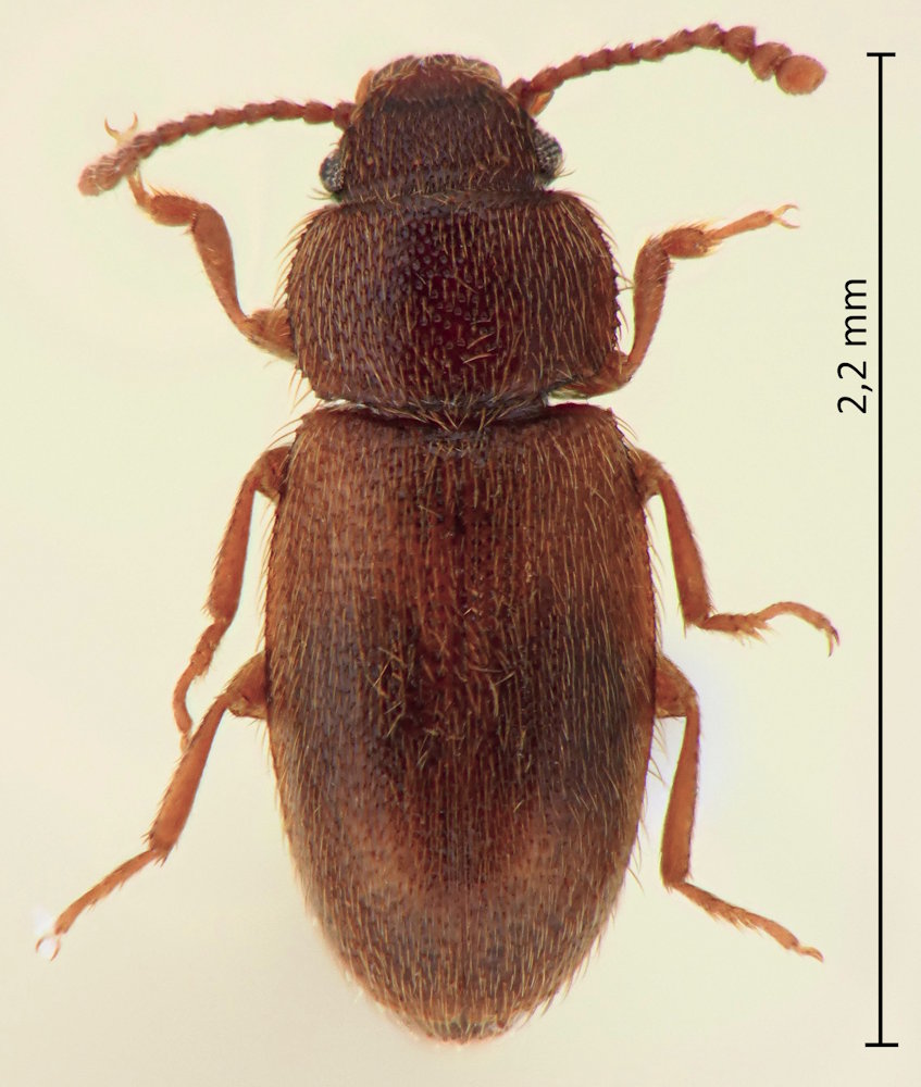Typhaeola maculata