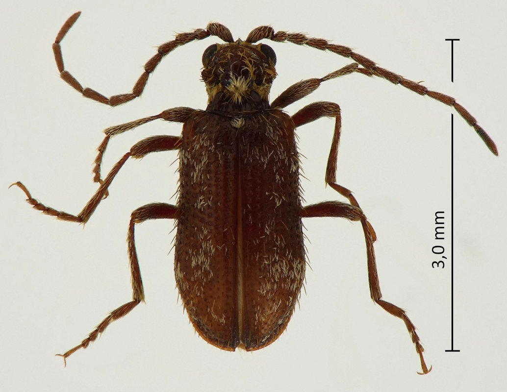 Dignomus lusitanus