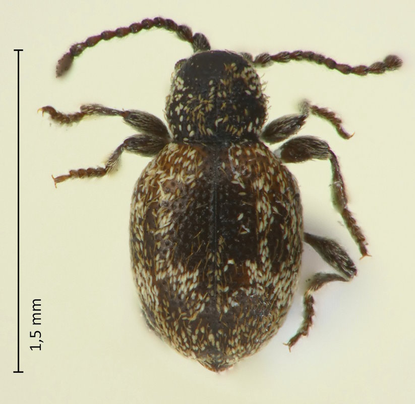 Sphaericus albopictus