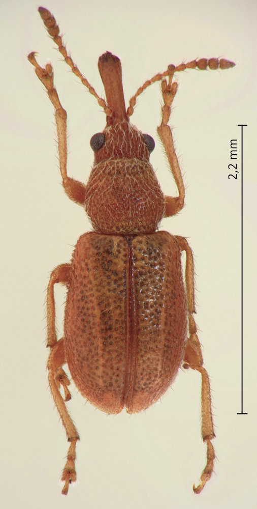 Auletobius maderensis