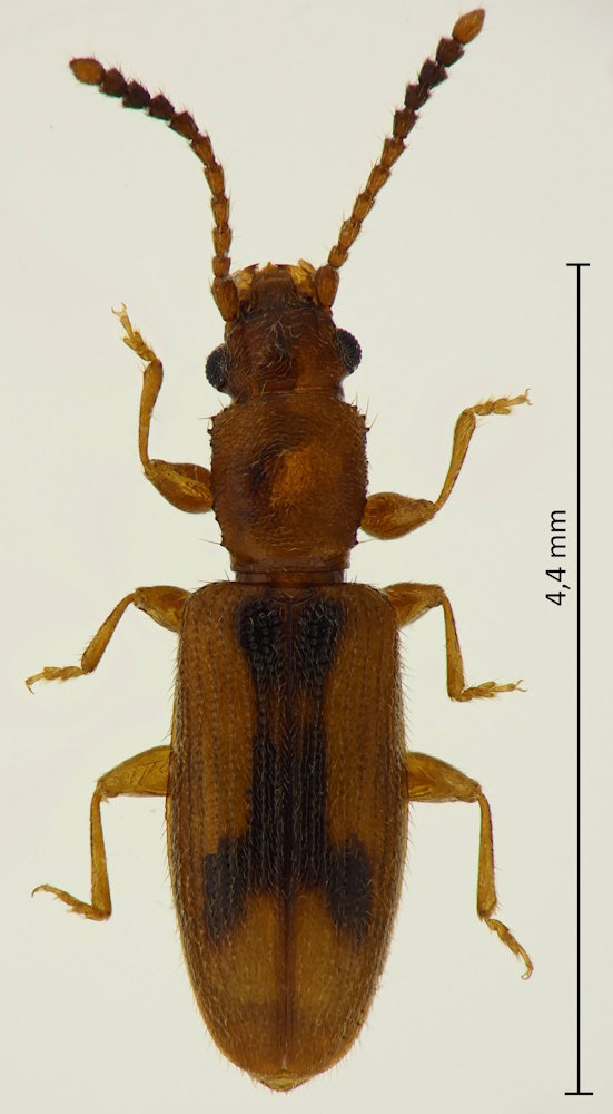 Cryptamorpha desjardinsii
