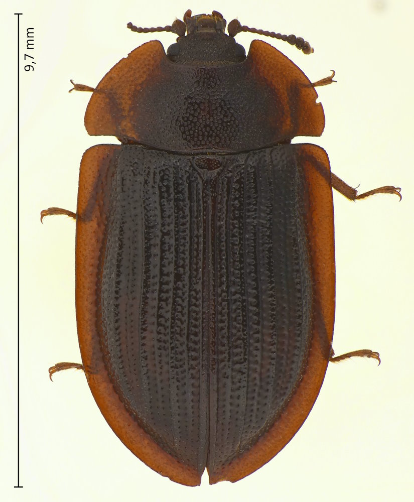Ostoma ferruginea