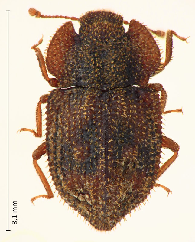 Tarphius canariensis