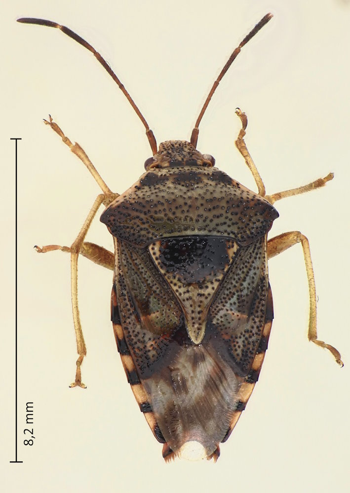 Elasmucha cf. amurensis