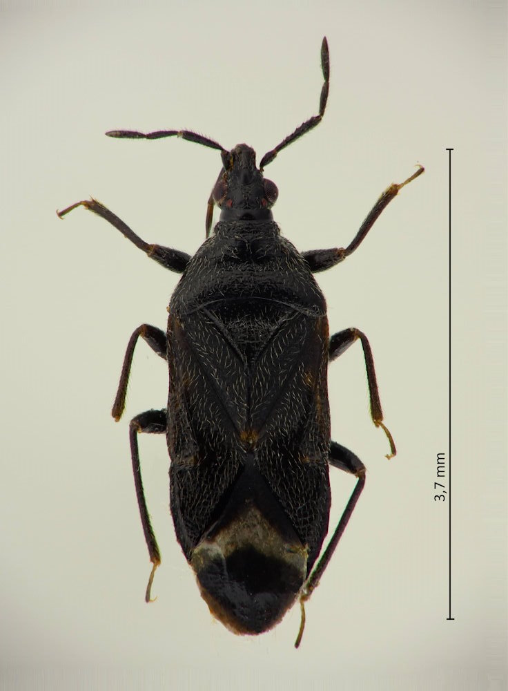 Anthocoris japonicus