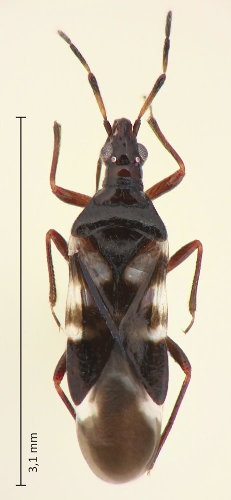 Anthocoris venustus