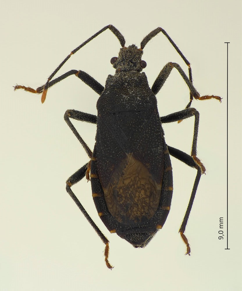 Hygia opaca (W)