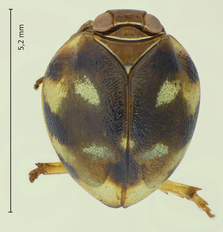Gnezdilovius variabilis