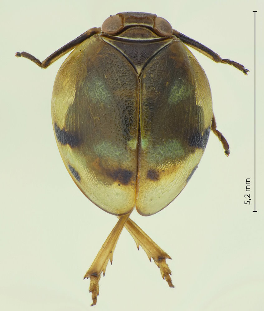 Gnezdilovius variabilis