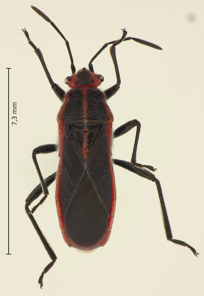 Arocatus sericans