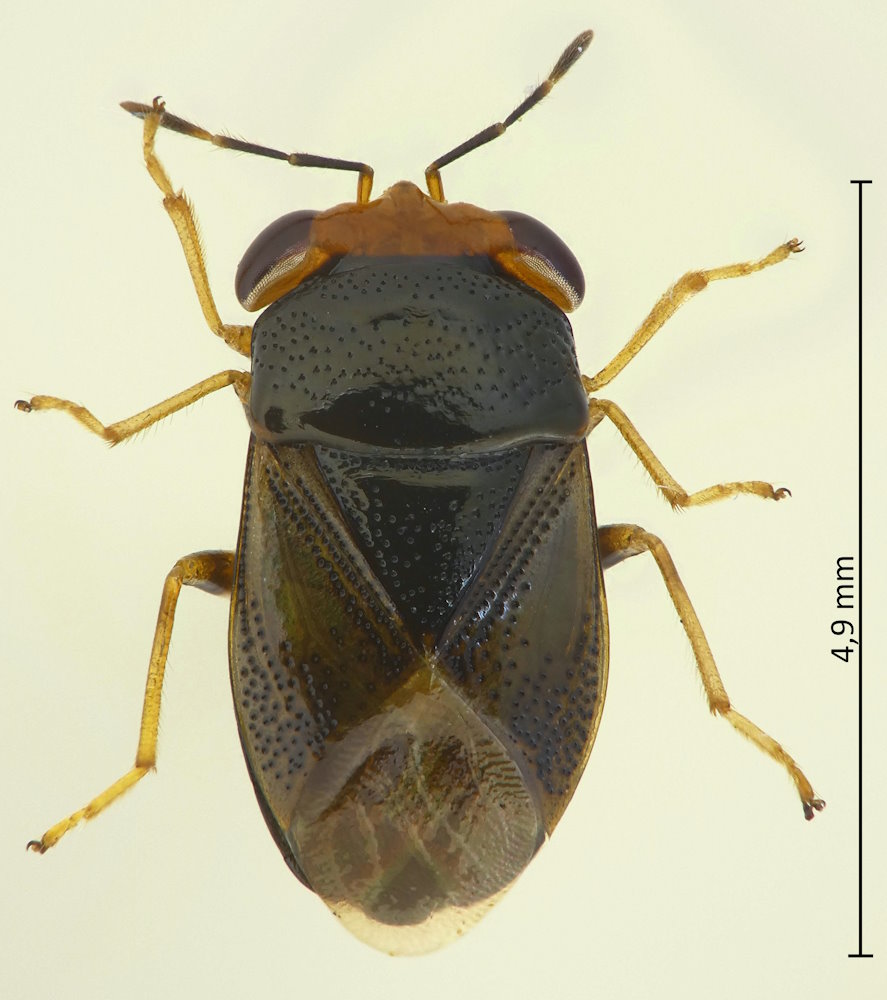 Geocoris varius