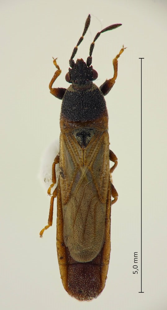 Iphicrates spinicaput