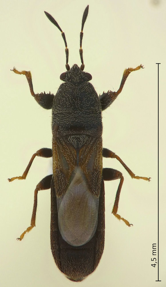 Macropes obnubilus