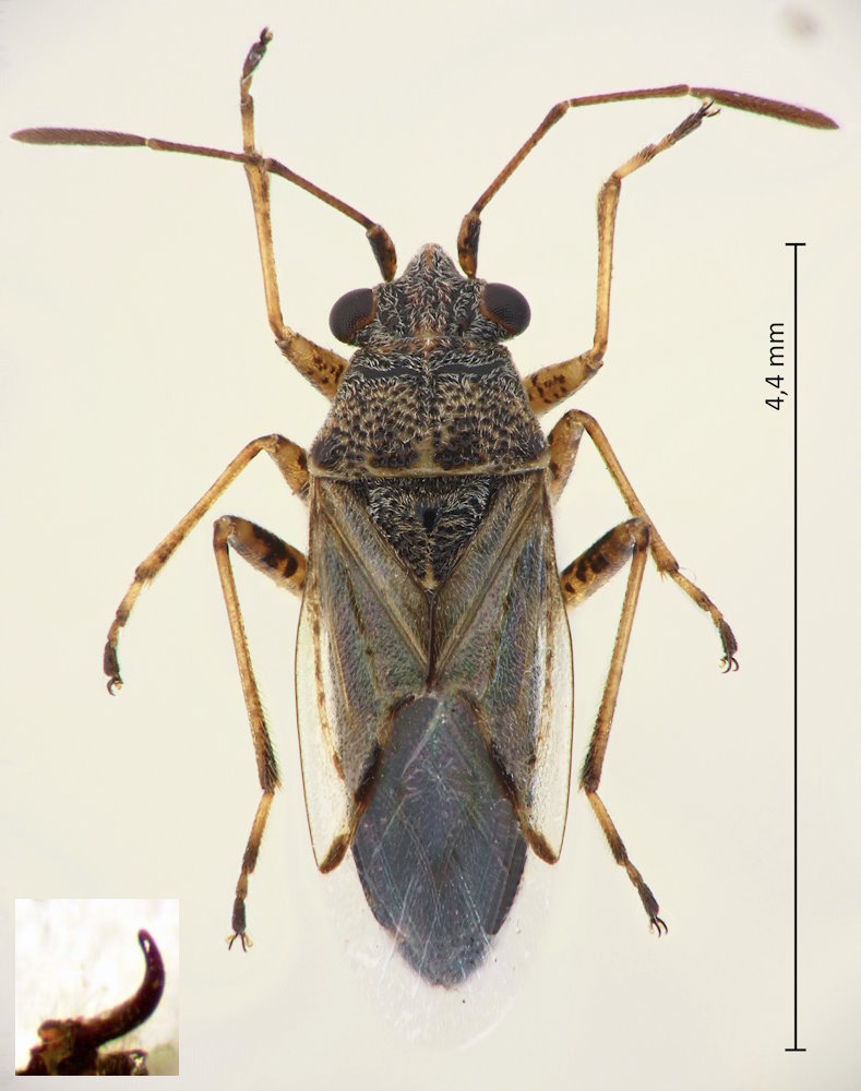 Nysius hidakai