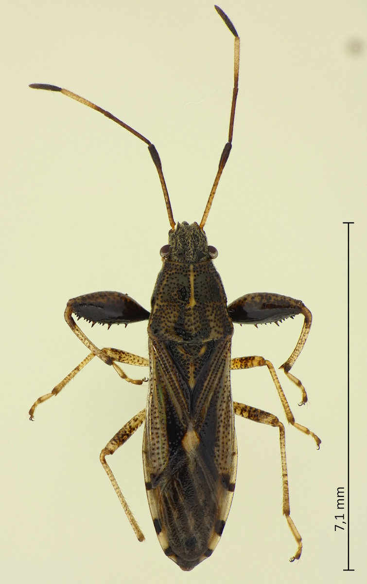 Pachygrontha similis